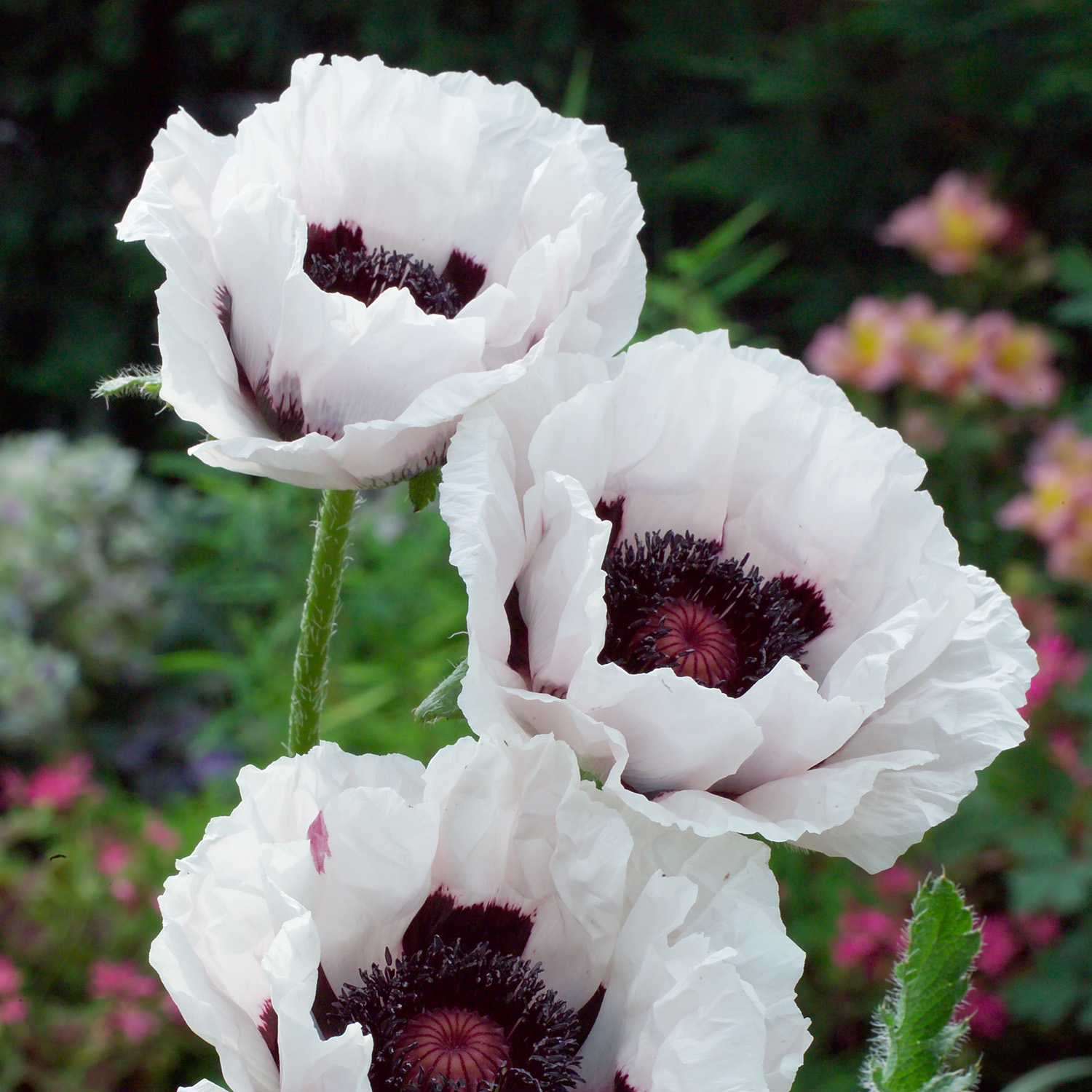 Papaver orientale 'Snow Goose'